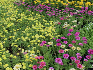 Fototapeta premium Vibrant field of yellow and pink zinnia flowers blooming in a botanical garden.