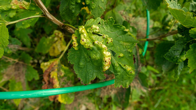Macro green currant leaves severely damaged by gall aphid pest. Infested Ribes bush plant with blister galls in summer garden. Plant pathology, crop protection and agriculture concept. Real 4K video