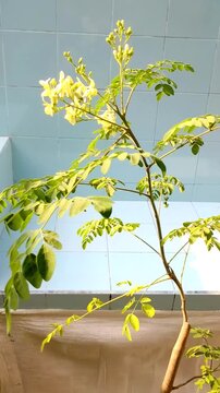 Beautiful blooming moringa tree with fresh green leaves and delicate yellow flowers swaying gently in the wind against a light blue tile wall background.