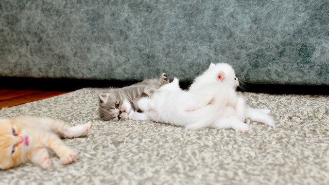 Three small kittens are playing with each other on the floor in the room. 3