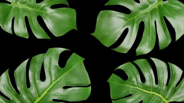 Tropical monstera leaves animation on black background with copy space, 4K looping animation.