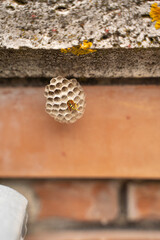 Fototapeta premium Paper Wasp on a Small Nest Attached to a House Wall — Close-up of a yellow and black paper wasp sitting on a small open-cell nest built under the exterior edge of a residential building, showing natur