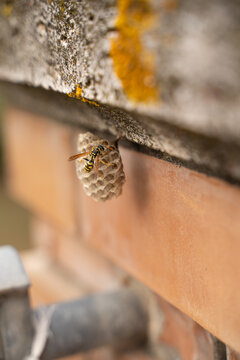 Paper Wasp on a Small Nest Attached to a House Wall &mdash; Close-up of a yellow and black paper wasp sitting on a small open-cell nest built under the exterior edge of a residential building, showing natur
