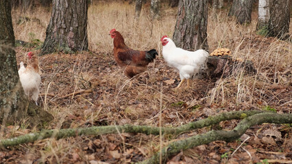 White chickens on rural farm backyard. Domestic poultry birds feeding on ground. Organic farming, free range livestock. Chickens walk on the earth Craft image that inspires eco confidence among buyers © Marina Demidiuk