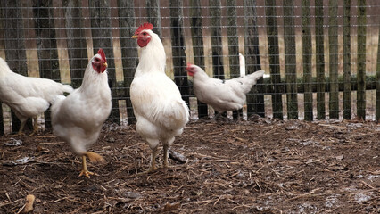 White chickens on rural farm backyard. Domestic poultry birds feeding on ground. Organic farming, free range livestock. Chickens walk on the earth Craft image that inspires eco confidence among buyers © Marina Demidiuk