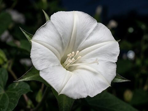 Moonflower bathed in moonlight with silent delicate petals