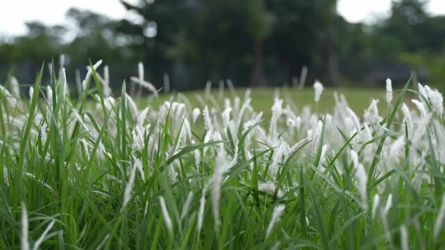 White Wild Grass Swaying in Open Meadow