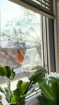 A male bullfinch eats seeds from a feeder on the window in winter. A feeder filled with sunflower seeds. Caring for birds during the cold season