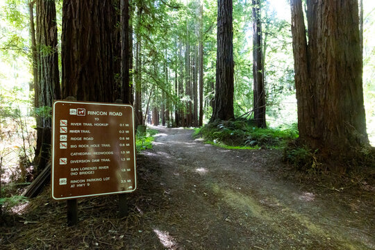 Unpaved Rincon Road trail sign stands among massive coast redwood trees in California forest