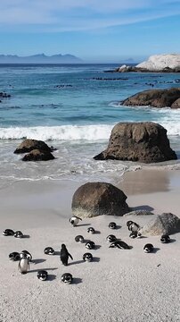 Boulders Beach In Cape Town Simons Town South Africa. Stunning Landscape Of A Colony Of Penguins In Africa Beach. Beach Landscape. Landmark Coast. Cape Town Simons Town.
