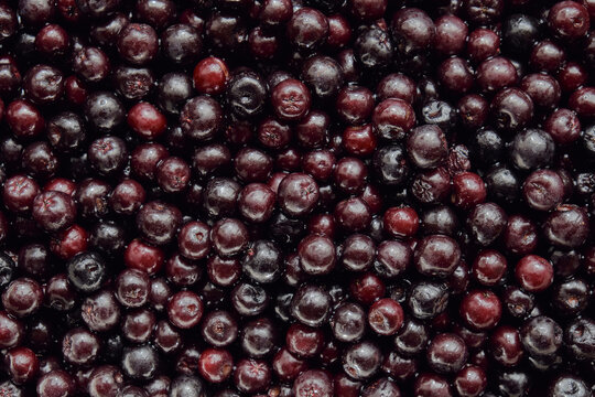 Aronia Berries / Black Chokeberries Texture Background