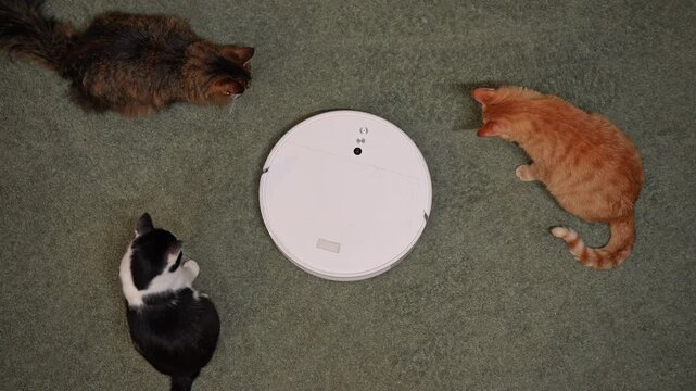 Top view of curious cats watching round robotic vacuum cleaner moving on green carpet child hand brings toy car into scene, blending pet life with smart home technology. Shooting in slow motion.