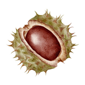 Watercolor horse chestnut conker isolated on transparent background