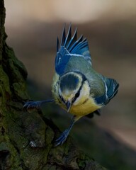 blue tit on a branch © Filip