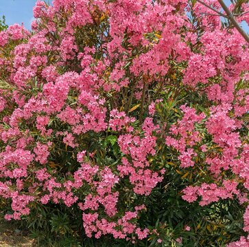 Arbusto de adelfa (Nerium oleander) con flores de color rojo y hojas de color verde, en jard&iacute;n de parque p&uacute;blico 