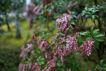 Obraz premium Pink Pieris Flowers Cascading in Bell Shaped Clusters on Garden Shrub