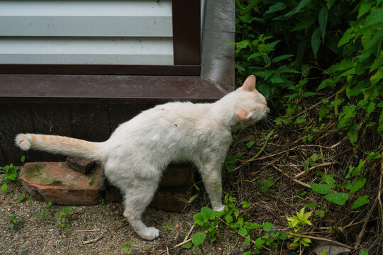 Stray white cat scent marking near a building in an urban environment  