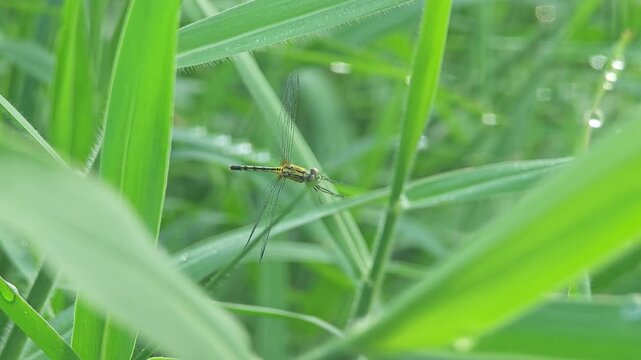 Spider hunt dragon fly on spider web.