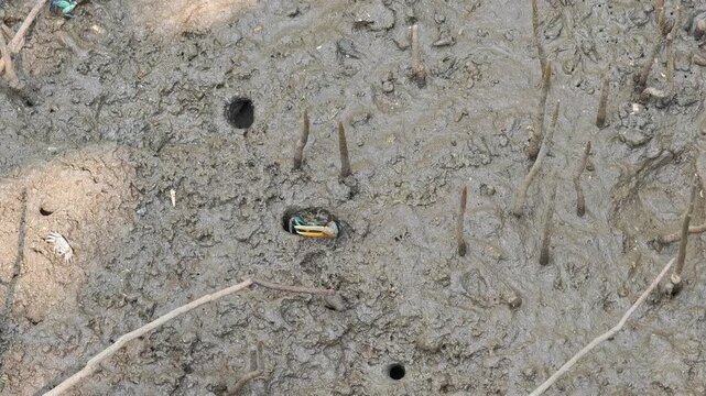 A crab that lives in mangrove ecosystems