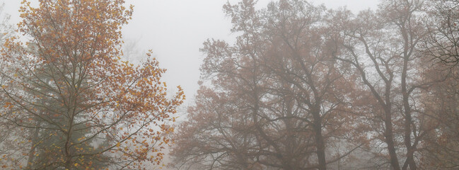 Naklejka premium Foggy autumn park with bare trees and fallen leaves creating moody misty landscape
