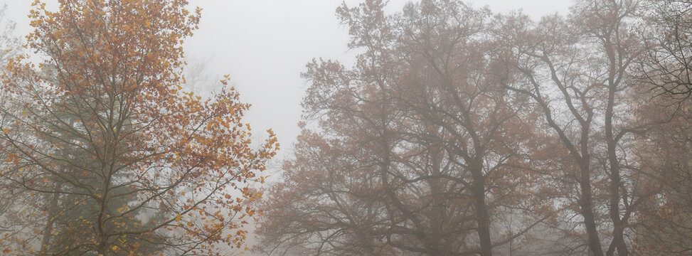 Foggy autumn park with bare trees and fallen leaves creating moody misty landscape