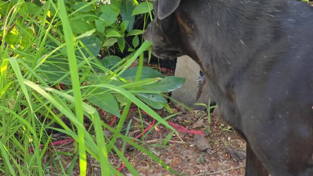Black dog nibble on grass to get extra dietary fiber.