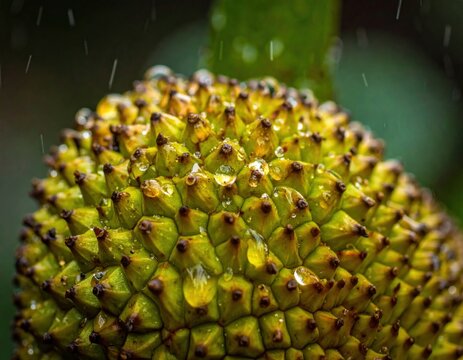 Macro view of wet jackfruit skin with sharp spikes.