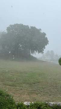 Heavy tropical rainstorm lashing trees and grass in Barbados