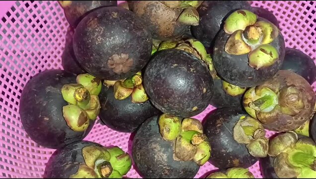 Video close up of fresh purple mangosteen fruits with green calyx on pink background