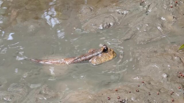 Mudskipper , Mudflat , Seawater , Mangrove , Mangrove Habitat