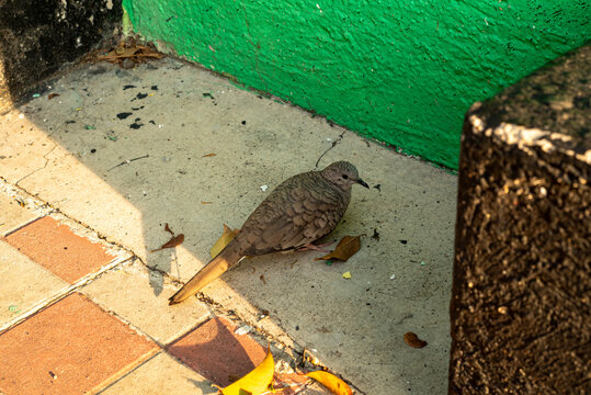 paloma, ave, p&aacute;jaro, t&oacute;rtola, t&oacute;rtola dom&eacute;stica, ave urbana, fauna urbana, vida silvestre, naturaleza, animal, p&aacute;jaro en el suelo, ave terrestre, ciudad, entorno urbano, calle, banqueta, pavimento, ac
