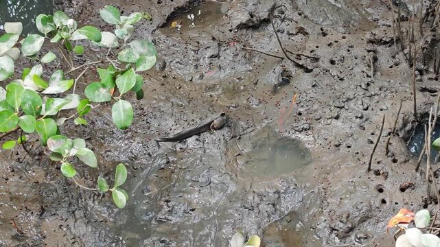 Mudskipper , Mudflat , Seawater , Mangrove , Mangrove Habitat