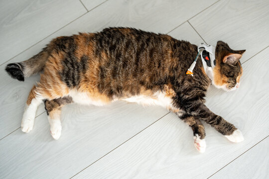 Domestic cat with esophagostomy tube for syringe feeding and medication after veterinary hospital discharge, lying on floor, resting and recovering during home postoperative care and rehabilitation