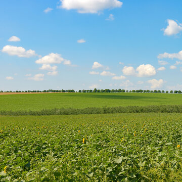 Rural Summer Landscape with Blooming Sunflower Plantation