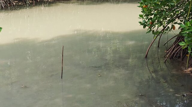 Mudskipper , Mudflat , Seawater , Mangrove , Mangrove Habitat
