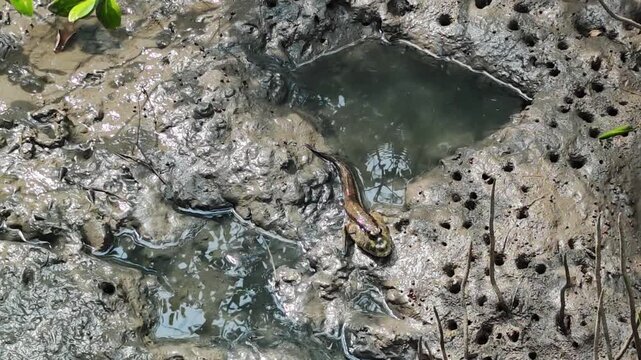 Mudskipper , Mudflat , Seawater , Mangrove , Mangrove Habitat