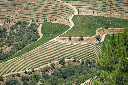 Aerial view of terraced vineyard rows on hills in Pinhao Douro Valley Portugal