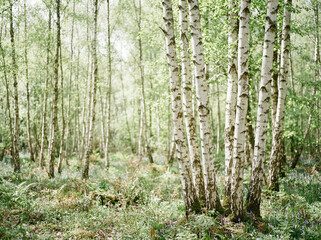 Fototapeta premium Cluster of white barked birch trunks above ferns and small blue flowers