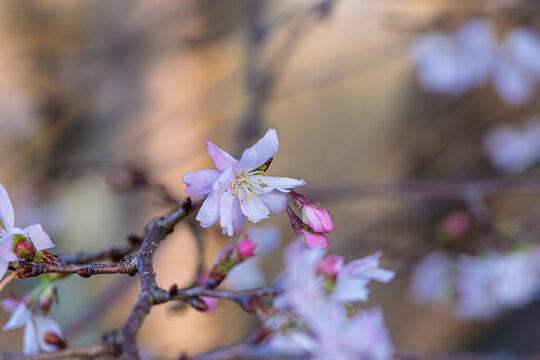 Close-up of delicate pink and white autumn cherry blossoms and buds blooming in soft sunlight
