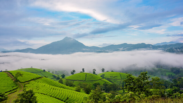 An early morning scene over the tea hills of Long Coc, Phu Tho Province, Vietnam.