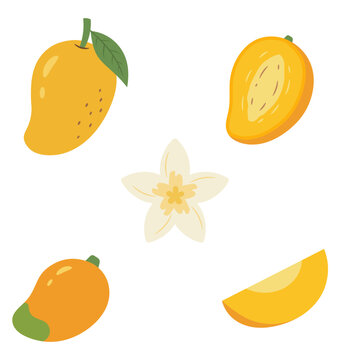 hand drawn mango set illustration 