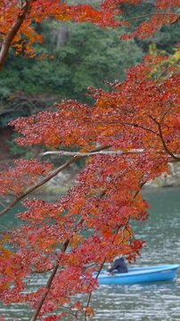 Autumn season in Kyoto, Japan, tourists enjoying a boat ride on the Katsura River, surrounded by the vibrant fall foliage. 