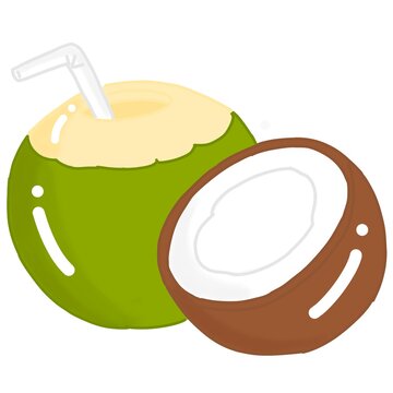 Illustrator of coconut