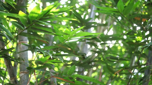 Lush green bamboo leaves filled with fresh vitality, shot in close-up with soft natural sunlight filtering through the foliage.
