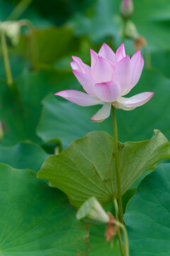 Close-up of a beautiful blooming pink lotus flower and seed pod with green leaves in summer pond
