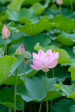 Close-up of a blooming pink lotus flower and buds with green leaves in summer pond
