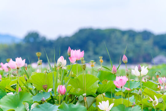 Scenic landscape of blooming pink and white lotus flowers in lush green summer pond
