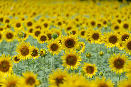 Beautiful vibrant yellow blooming sunflowers field in lush green rural landscape in summer