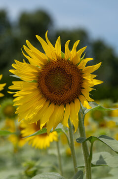 Close-up of a vibrant yellow sunflower blooming against blue sky and sunflower field in summer
