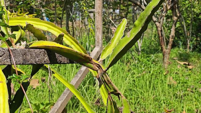 Dragon fruit tree or pitaya.